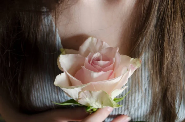 Красивая Светлая Чайная Роза Руках Молодой Девушки Красивое Романтическое Фото — стоковое фото
