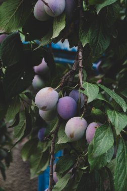 Ağaçtaki erikler dallardaki bir fotoğrafta..