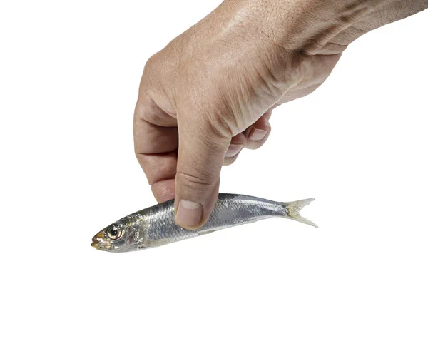 透明背景上的手握沙丁鱼 — 图库照片