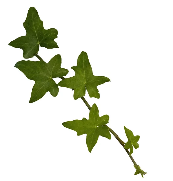 Branch Ivy Leaves Transparent Background — Stock Photo, Image