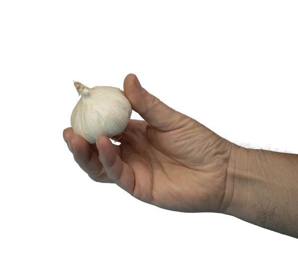 Ένα Αρσενικό Χέρι Μια Λάμπα Σκόρδου Διαφανές Φόντο — Φωτογραφία Αρχείου
