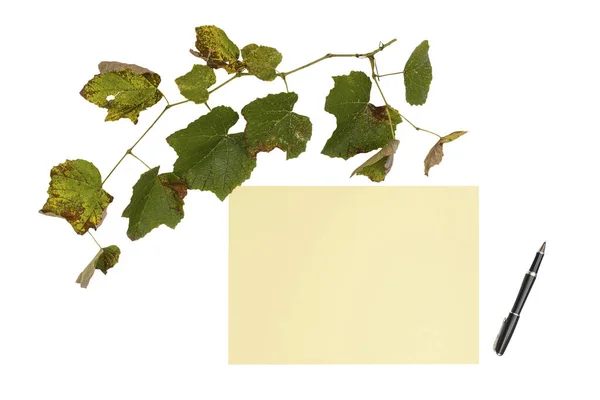 Sarı Bir Kağıt Şeffaf Bir Arkaplanda Sararmış Sonbahar Yaprakları Olan — Stok fotoğraf