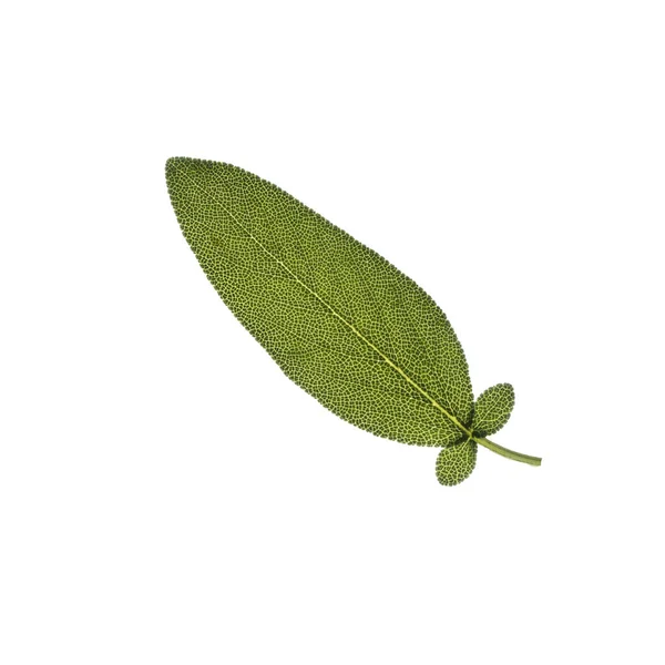 Sage Leaf Backlight White Background Trasparent Background — Stock Photo, Image