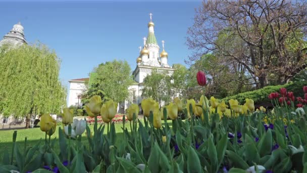Sofía Bulgaria Mayo 2023 Tulipanes Coloridos Parque Del Centro Ciudad — Vídeos de Stock
