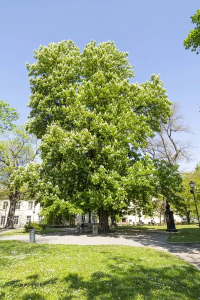 Grote Bloeiende Acaciaboom Een Park Het Voorjaar — Stockfoto