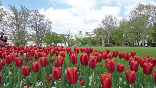 ブルガリアのソフィア 2023年5月 セント Klの赤いチューリップ 背景にアレクサンダー ネフスキー大聖堂のドームを持つOridski庭園 — ストック動画