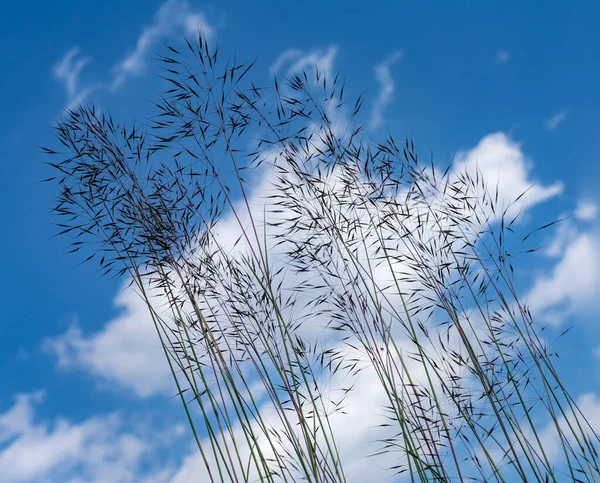 Die Grashalme Auf Einem Feld Mit Blauem Himmel Hintergrund Sommer — Stockfoto