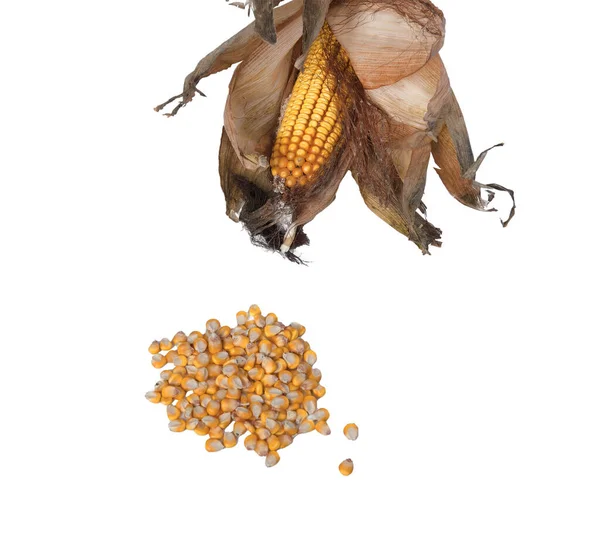 Початок Семенами Кукурузы Прозрачном Фоне — стоковое фото