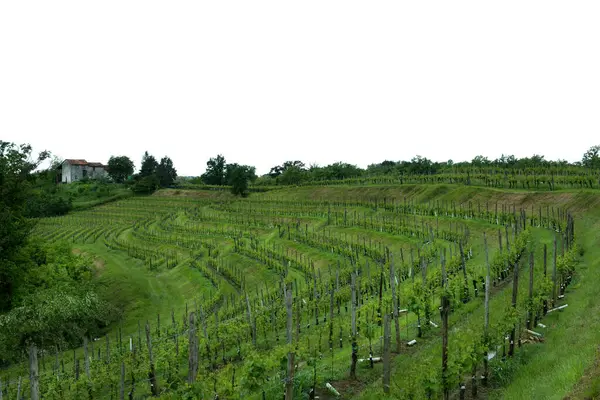 Overzicht Van Wijngaarden Heuvels Van Friulische Collio Het Noordoosten Van — Stockfoto