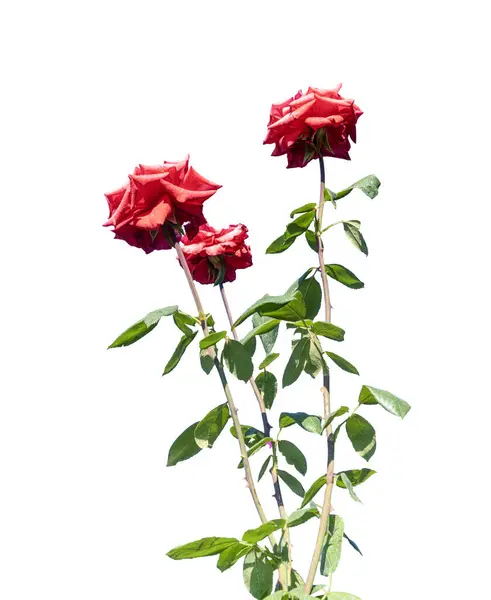 Red roses on a transparent background