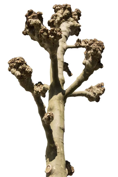 Kmen Stromu Stříhanými Větvemi Průhledném Pozadí — Stock fotografie