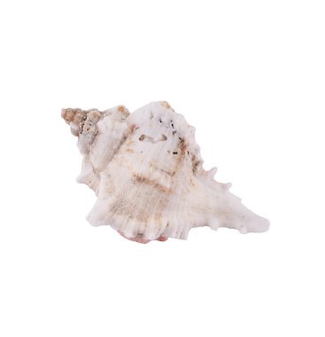 Şeffaf bir arkaplanda beyaz deniz kabuğu