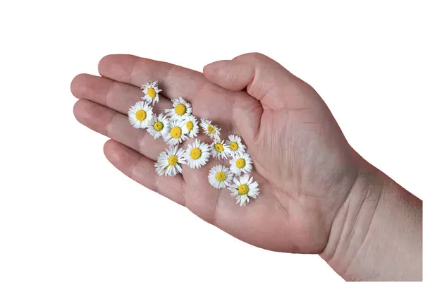 Some Daisies Hand Yellow Surface — Stock Photo, Image