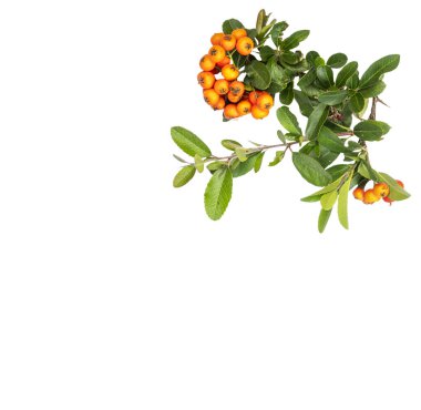 Sonbaharda şeffaf bir zemin üzerinde turuncu Pyracantha çilekleri olan bir dal.