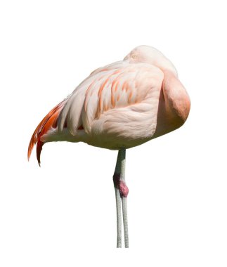 Şeffaf bir geçmişi olan pembe bir flamingo.
