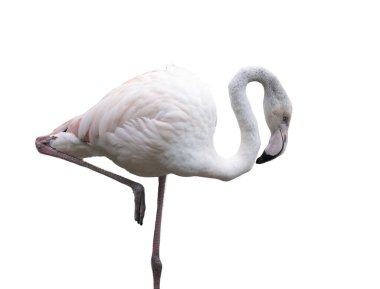 Şeffaf bir arkaplanda Avrupa pembe flamingosu