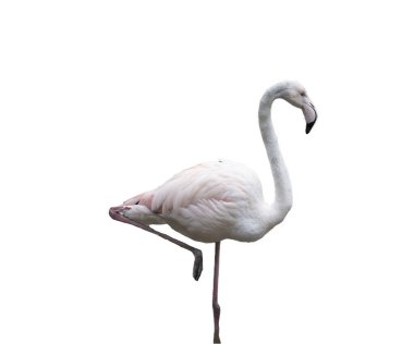 Şeffaf bir arkaplanda Avrupa pembe flamingosu