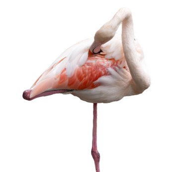 Şeffaf bir arkaplanda Avrupa pembe flamingosu