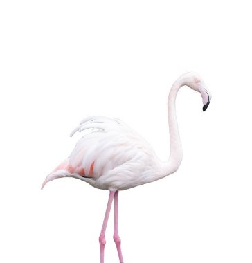 Şeffaf bir arkaplanda Avrupa pembe flamingosu