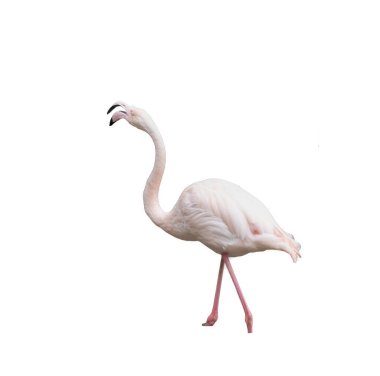 Şeffaf bir arkaplanda Avrupa pembe flamingosu