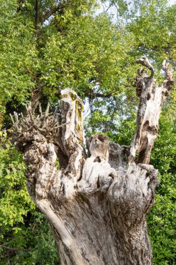 Ölü bir ağacın gövdesinin ayrıntıları.