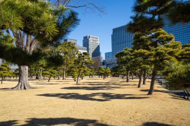 Tokyio, Japonya. 7 Ocak 2024 Kokyo Gaien Ulusal Bahçesinin panoramik görüntüsü şehir merkezinde.