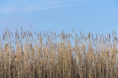 Deniz kıyısındaki bir sazlığın ayrıntıları