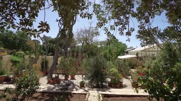 Валлетта Мальта Квітня 2024 Року Вид Рослинність Ботанічному Саду Арготі — стокове відео