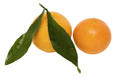 Şeffaf arkaplanda bir çift mandalina.