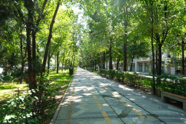 Bükreş, Romanya. 24 Mayıs 2024 'te şehir merkezindeki Unirii Bulvarı boyunca ağaçlık kaldırımın manzarası.