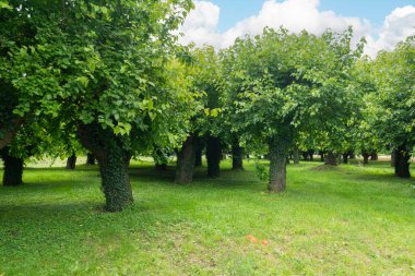 Yazın eski bir dut ağacı ormanı
