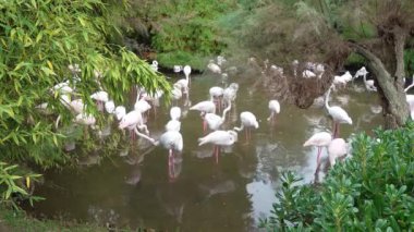 Gölette pembe flamingolar