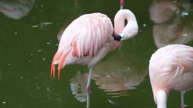 Gölette pembe flamingolar