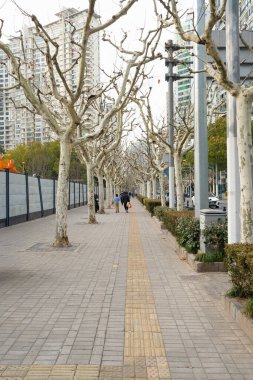 Şangay, Çin. 7 Ocak 2025. Şehir merkezinde ağaçlarla kaplı bir caddenin kış manzarası.