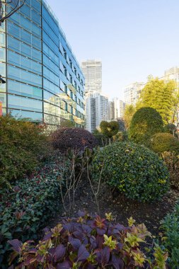 Şangay, Çin. 10 Ocak 2025. Şehir merkezindeki gökdelenler arasındaki çiçek yataklarının manzarası.