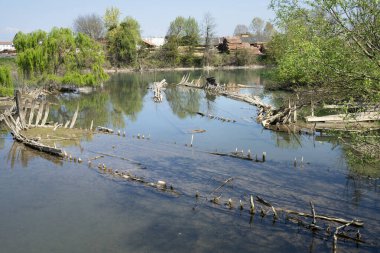 Burci 'nin mezarlığı, 1900' lerin başında İtalya 'nın Treviso kenti yakınlarındaki Sile Nehri' nin bir kıvrımında nehir ticareti için kullanılan tipik Venedik ticaret gemileri.