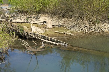 Burci 'nin mezarlığı, 1900' lerin başında İtalya 'nın Treviso kenti yakınlarındaki Sile Nehri' nin bir kıvrımında nehir ticareti için kullanılan tipik Venedik ticaret gemileri.
