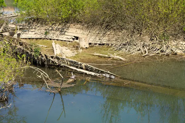 Burci 'nin mezarlığı, 1900' lerin başında İtalya 'nın Treviso kenti yakınlarındaki Sile Nehri' nin bir kıvrımında nehir ticareti için kullanılan tipik Venedik ticaret gemileri.