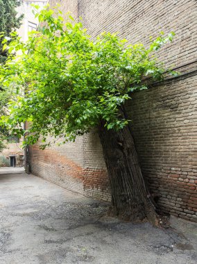 Tiflis, Georgia. 17 Mayıs 2025. Şehir merkezindeki bir duvarın yanında eski bir dut ağacı.