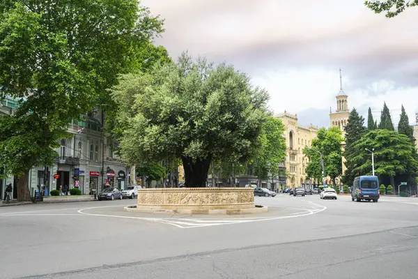 Tiflis, Georgia. 17 Mayıs 2025, Rose Devrim Meydanı 'ndaki büyük zeytin ağacı.