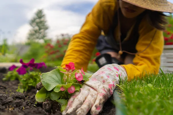 Close Mãos Jovem Jardineiro Com Uma Planta Cultivada Sementes Pote — Fotografia de Stock