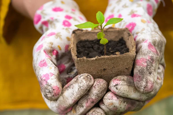 New life and growth concept. Seed and planting concept. Close up of gardener hands holding seedling. Hands in gloves are holding sapling with soil in cupped hands.