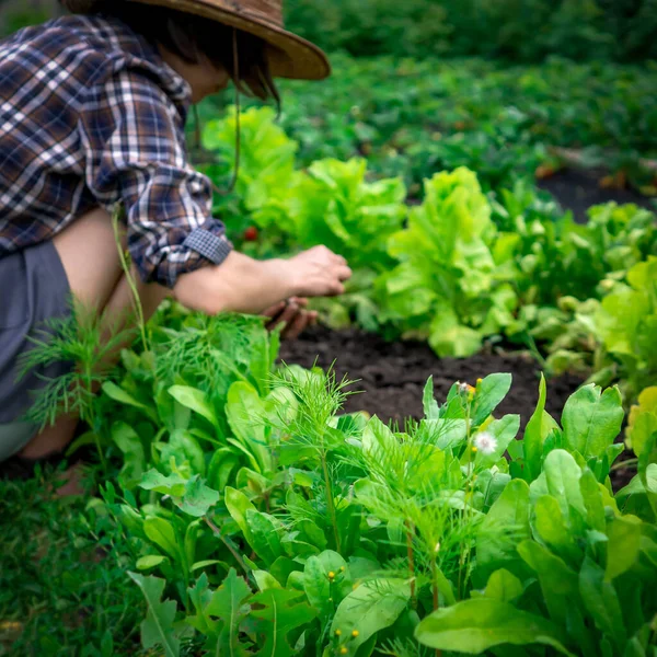 Young woman is involved in gardening work, planting plants, taking care of her vegetable garden, harvesting fresh herbs, spinach and lettuce. Farmer in a straw hat prepares the soil for the seedling.