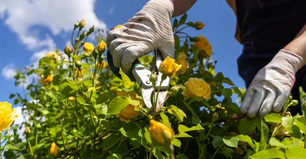 Jovem Com Mãos Luvas Está Aparando Arbustos Rosas Seu Jardim — Fotografia de Stock