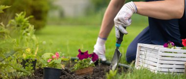 Kömür tenceresinde tohumu olan genç bir çiftçinin yakın çekimi. Eldivenli bir el bitkiyi toprağa gömer. Petunia melez tohumları işlenmiş kara toprağa ekilecek..