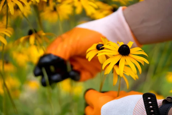 Florist cultivates, grows beautiful flowers of orange and yellow colors Rudbeckia fulgida, in his garden, gloved hands close-up.