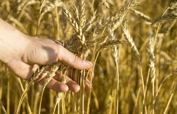 人の手は 黄金の畑と空の背景に穀物と熟した小麦の小穂を保持しています 農家は作物の品質を慎重にチェックします ロイヤリティフリーのストック写真