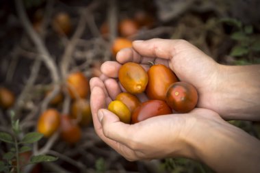 Bir kadın sebze bahçesinden toplanan domatesleri elinde tutar çiftçi büyür ve bitkilerle ilgilenir, farklı türde domatesleri hasat eder..