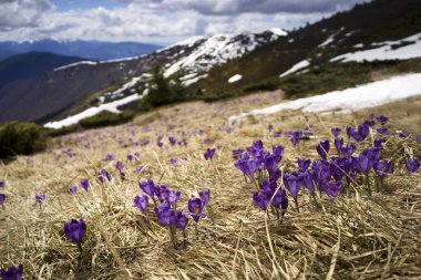 Yaban çiçekleriyle bir çayır, yüksek bir platoda mor timsahlar karla kaplı dağların arasında pitoresk bir yerde..