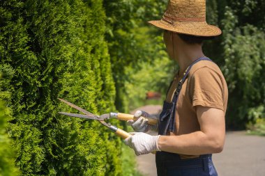 Hasır şapkalı ve eldivenli genç bir adam bahçesindeki çalıları büyük bir kesiciyle buduyor. Profesyonel bir bahçıvan daha iyi bir şekil için bir thuja ağacı kesiyor.